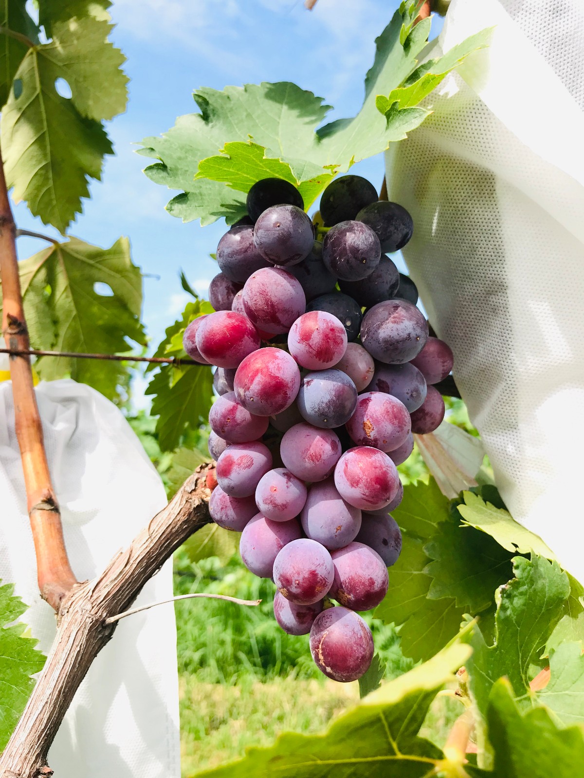 15712814821067.jpg 微信圖片_20190812172524.jpg