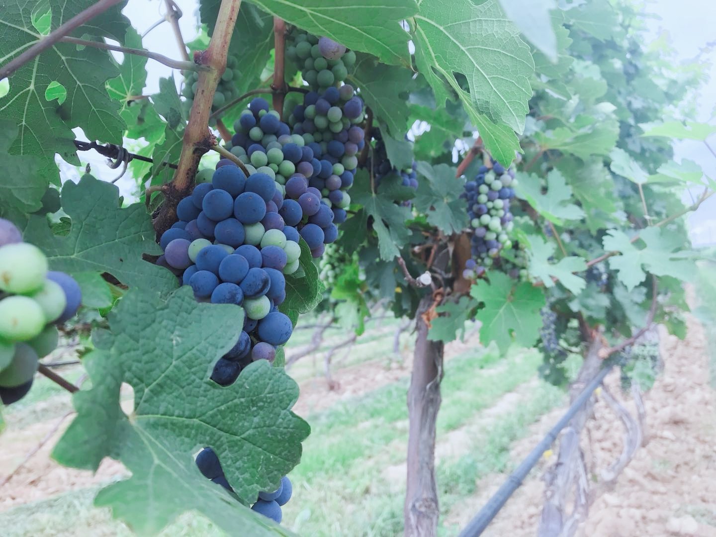 15712832499049.jpg 微信圖片_20190722140909.jpg