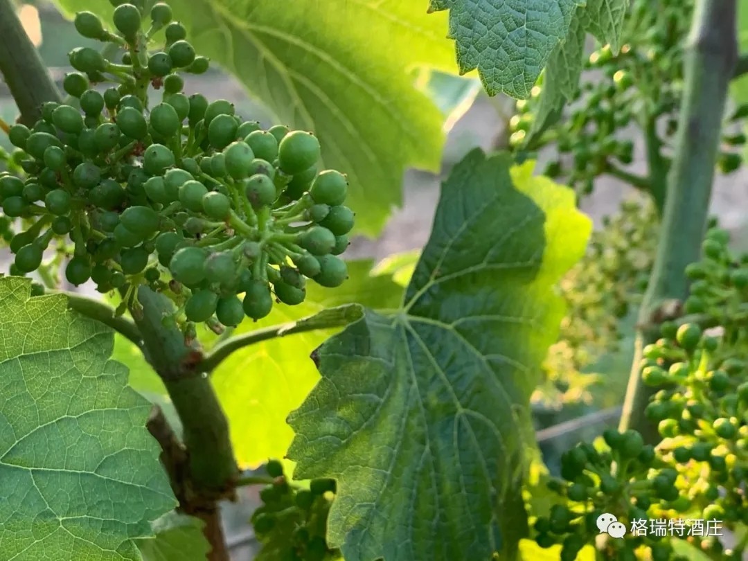 15903103133902.jpg 640.webp (1).jpg