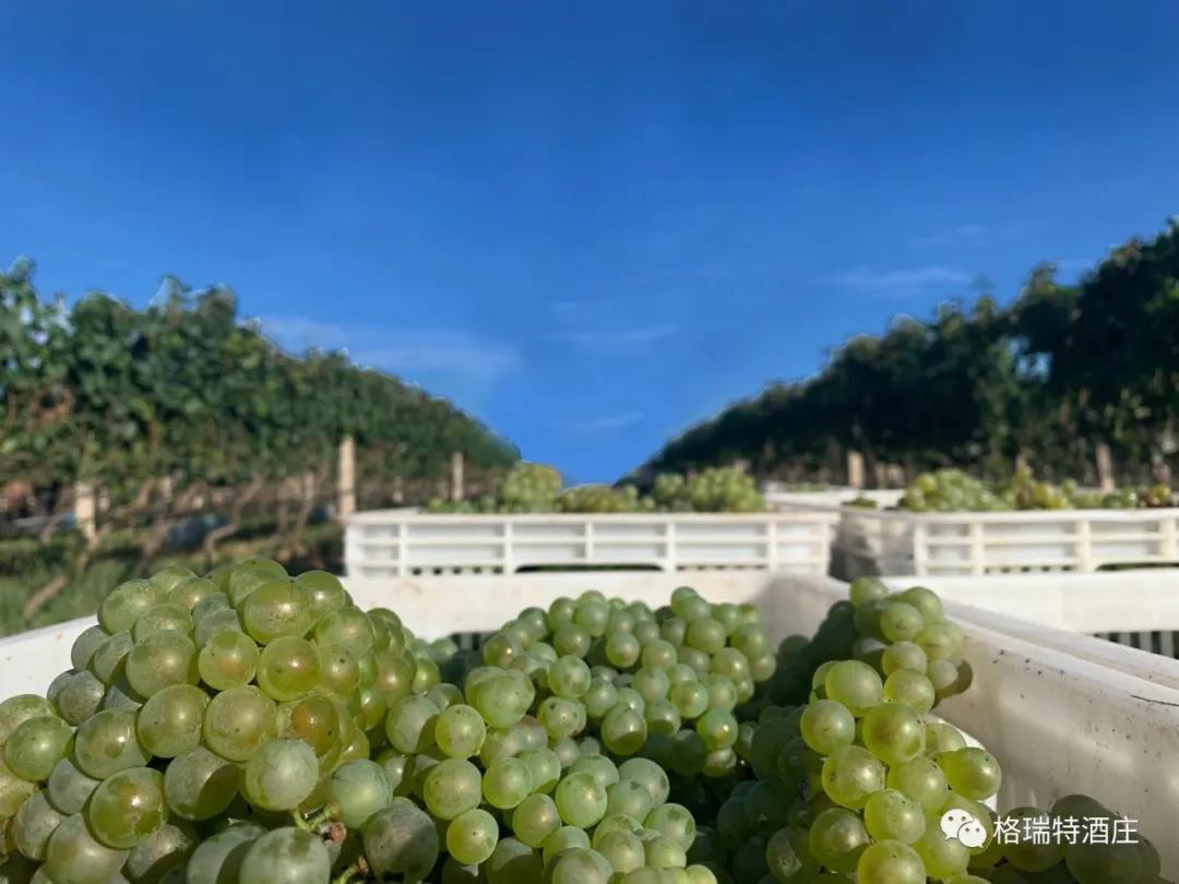 16006592419420.jpg 7.jpg