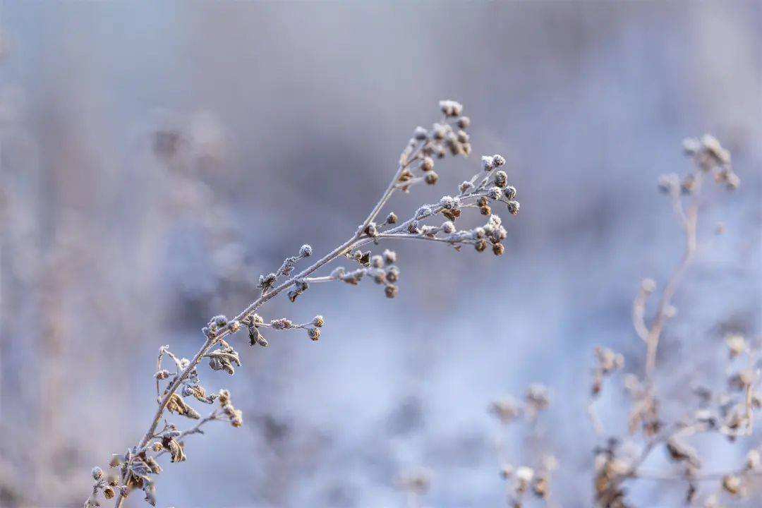 小雪 ▎冬藏萬物，歲月沉香